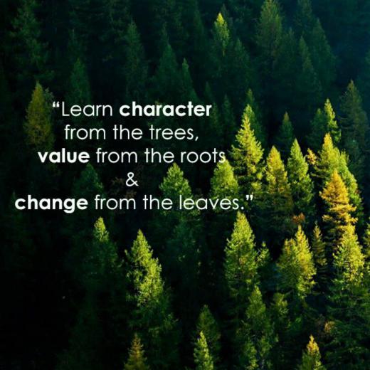 منش را از درختان،. ارزش را از ریشه‌ها،. و تغییرات را از برگ هایش بیاموزید …